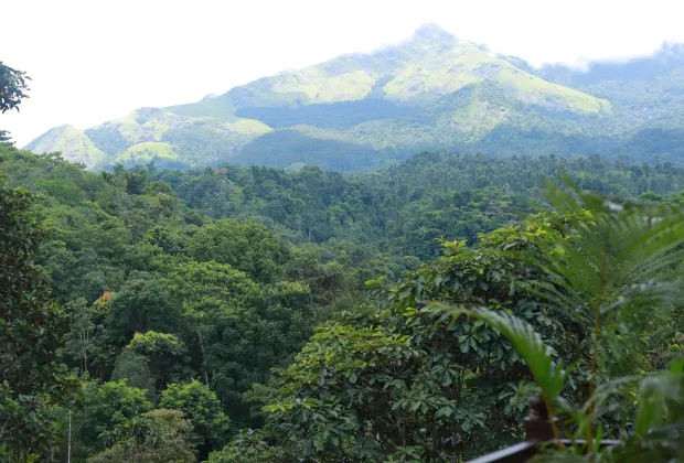 Best Wayanad Couple Tour Packages